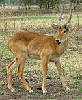 Puku - Male-1, v národním parku South Luangwa - Zambia.jpg