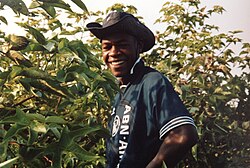 A person collecting cotton at El Carmen