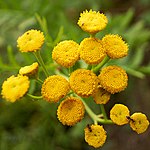 Rainfarn (Tanacetum vulgare L., Syn.: Chrysanthemum vulgare (L.) Bernh.)