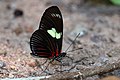 H. d. doris, Rayed longwing, sông Cristalino, Nam Amazon, Brazil