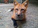 Red Color Russian domesticated Red Fox.jpg
