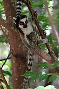 Ringstaartmaki (Lemur catta)