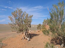 Photographie de buissons à tronc tortueux et feuilles étroites sur un sol rouge désertique.