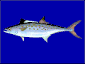 橢斑馬鮫 S. maculatus
