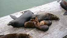 California sea lions Sea lion family.JPG