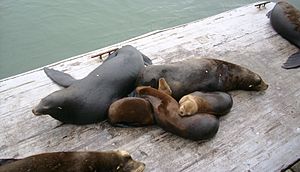 Семь морских львов спят на деревянной платформе у воды. Есть два темно-коричневых человека и три меньших и более светлых человека, все спят друг на друге. Два других обрезаны на изображении.