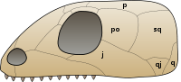 The skull of a generalized anapsid. Skull anapsida 1.svg