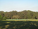 Сиднейский скипидарно-железнокорый лес, поместье Яралла, Конкорд-Уэст, Новый Южный Уэльс, 2.JPG