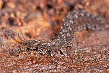 Tasmanian velvet worm, Ooperipatellus.jpg