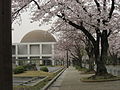 桜と豊川市図書館