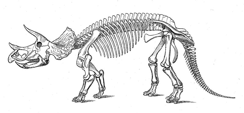 File:Triceratops prorsus old.jpg