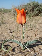 Tulipa borszczowii