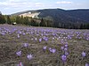 Гора Турбач в Горцовом хребте