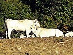 photo couleur de bovins blancs de taille moyenne à cornes courtes en plein air.