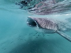 Largest: whale shark