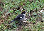 Miniatura para Atlapetes leucopterus