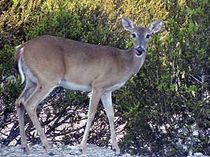 English: White-tailed deer doe