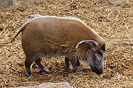 Krūmyninė kiaulė (Potamochoerus porcus)
