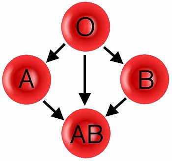English: Donation pathway for ABO blood groups.