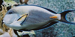 Arabinis jūrų chirurgas (Acanthurus sohal)