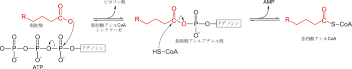 脂肪酸から脂肪酸アシルCoAへの変換