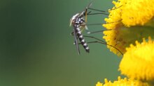 Fil:Aedes (Finlaya) geniculatus on Tanacetum vulgare.ogv