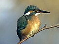 European Kingfisher Alcedo atthis