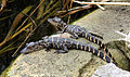 55 Two American alligator babies