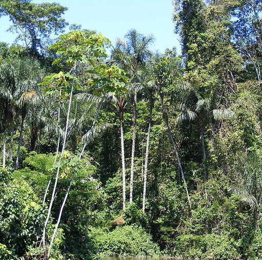 Amazonian rainforest 2