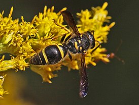 Ancistrocerus campestris