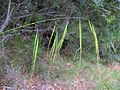 Anisopogon avenacea