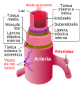 Miniatura para Arteritis