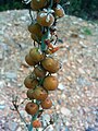 Asphodelus cerasiferus fruits.