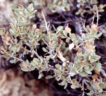 Atriplexconfertifolia.jpg