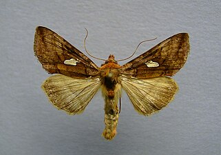 Silverfläckat metallfly, Autographa excelsa