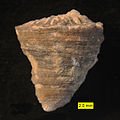 Axosmilia, a scleractinian coral from the Matmor Formation (Middle Jurassic) of southern Israel; side view