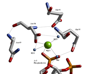 English: BglII active site containing residues...