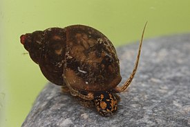 Bithynia tentaculata