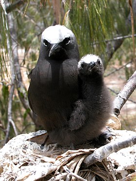 Trinta-réis-escuro com cria