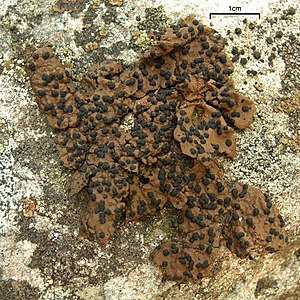 Fjallanafli (Umbilicaria hyperborea) með svörtum askhirslum.