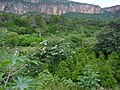 Almadow Forest, Maakhir, Somalia