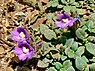 Marjoleinbekje (Chaenorhinum origanifolium)