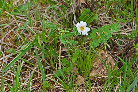 Один из видов рода Anemone