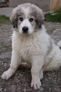 A Great Pyrenees pup.