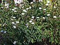 Cistus populifolius