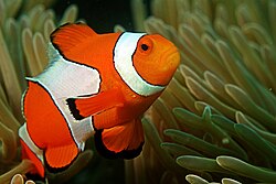 250px-Clown_fish_in_the_Andaman_Coral_Re