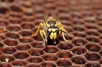 Wasp on a bee honeycomb ComputerHotline - Vespidae sp. (by).jpg