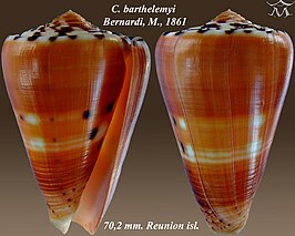 Conus barthelemyi