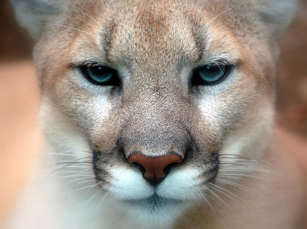 Cougar closeup, courtesy of wikipedia commons