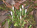 Crocus vernus opening